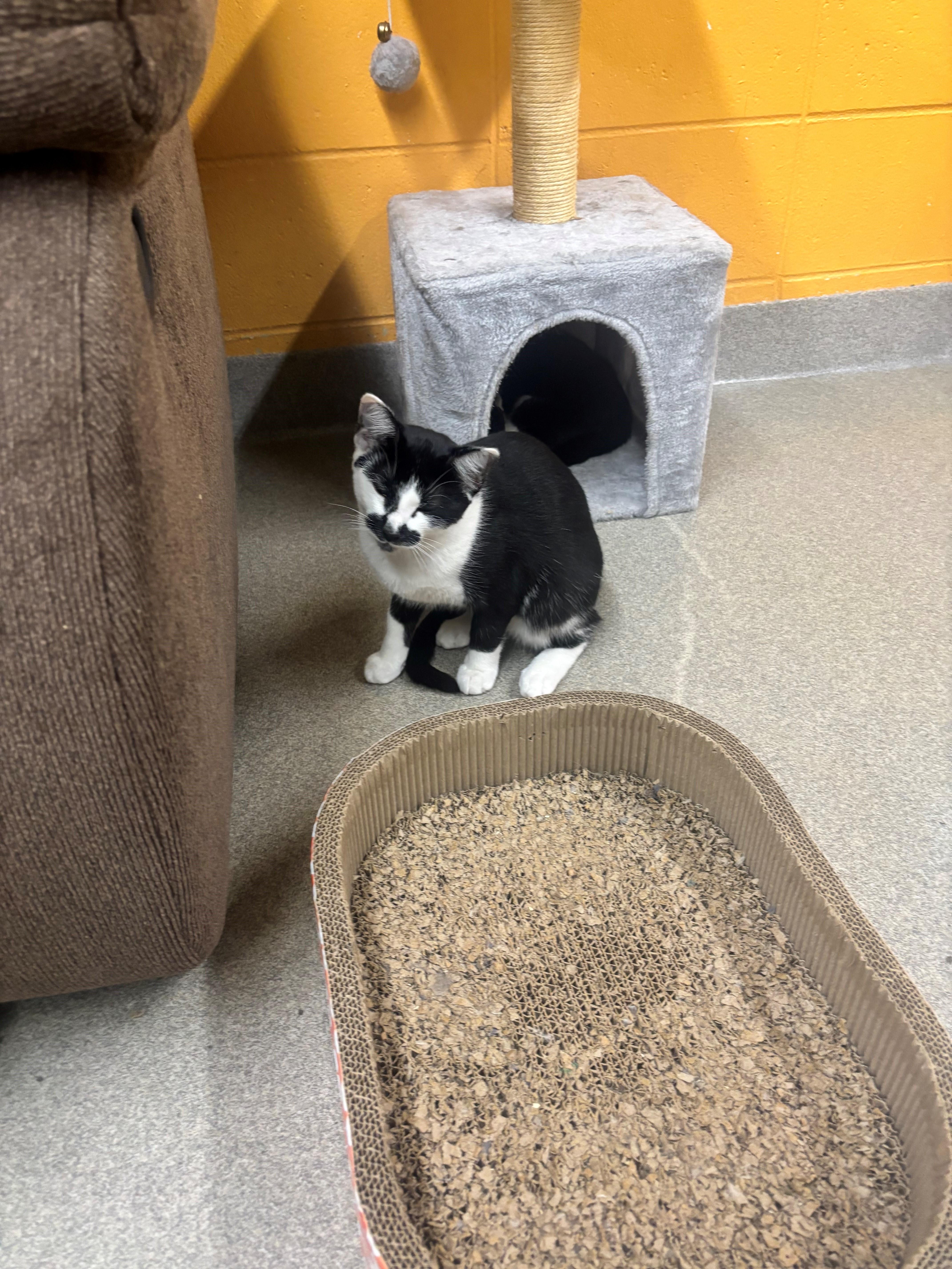 A young medium-sized male Domestic Short Hair cat named Sage for adoption in Edison, NJ