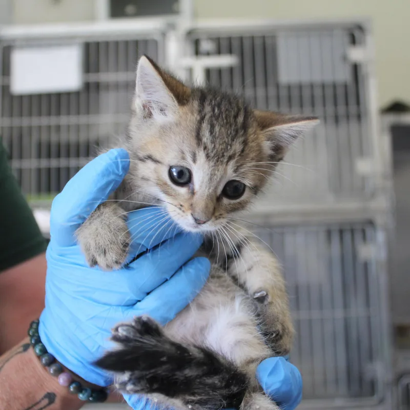A baby medium-sized male Tabby (Brown / Chocolate) Domestic Short Hair cat named Figaro for adoption in Yucca Valley, CA
