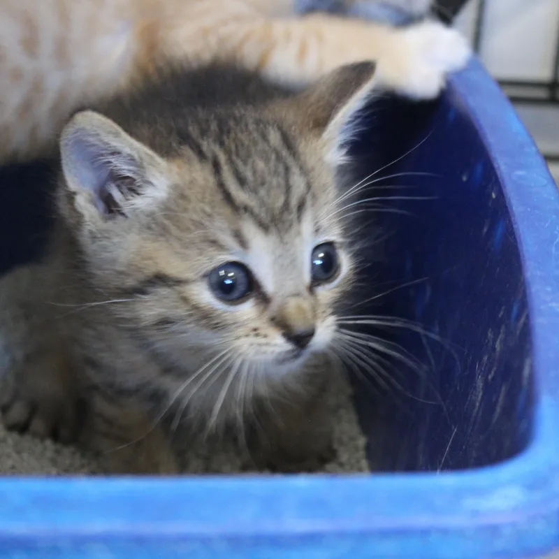 Figaro thumbnail 2