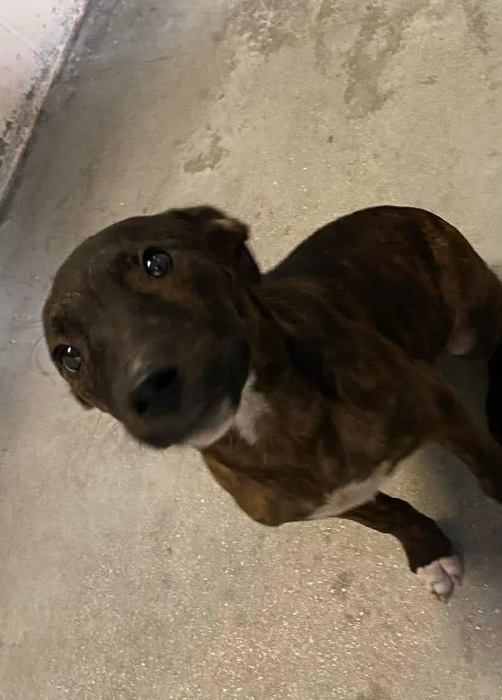 A baby medium-sized male Mixed Breed dog named Kelso for adoption in Ocala, FL