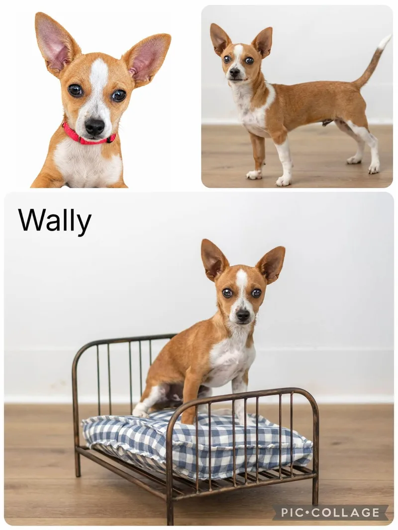 A young small-sized male Golden Chihuahua dog named Wally for adoption in Enterprise, AL