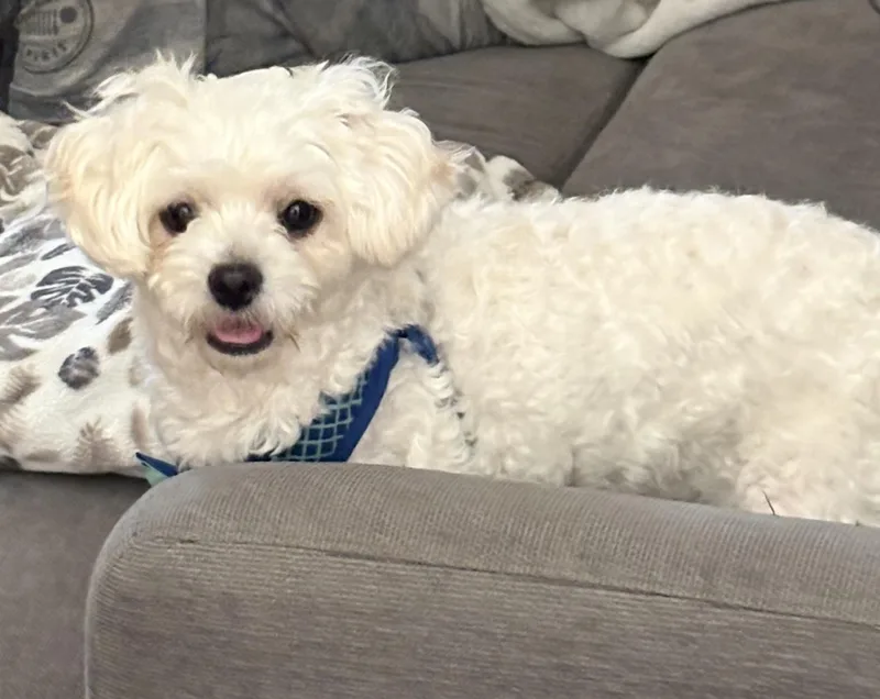 A young small-sized male Shih poo dog named Rocky for adoption in Matthews, NC