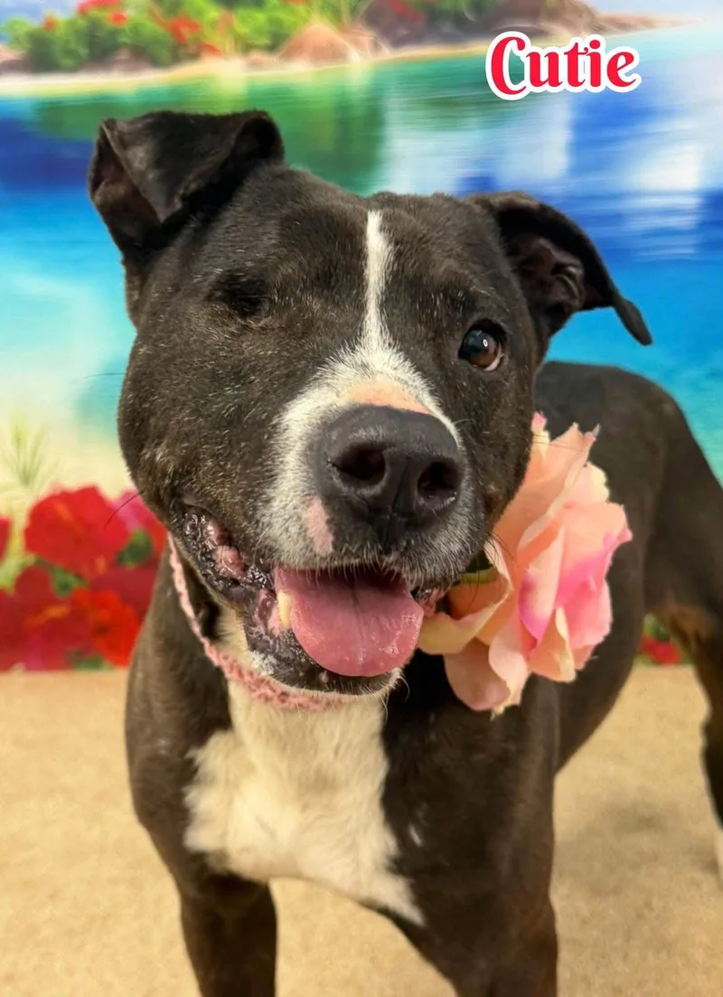 An adult medium-sized female Black Mixed Breed dog named Cutie for adoption in Flint, MI