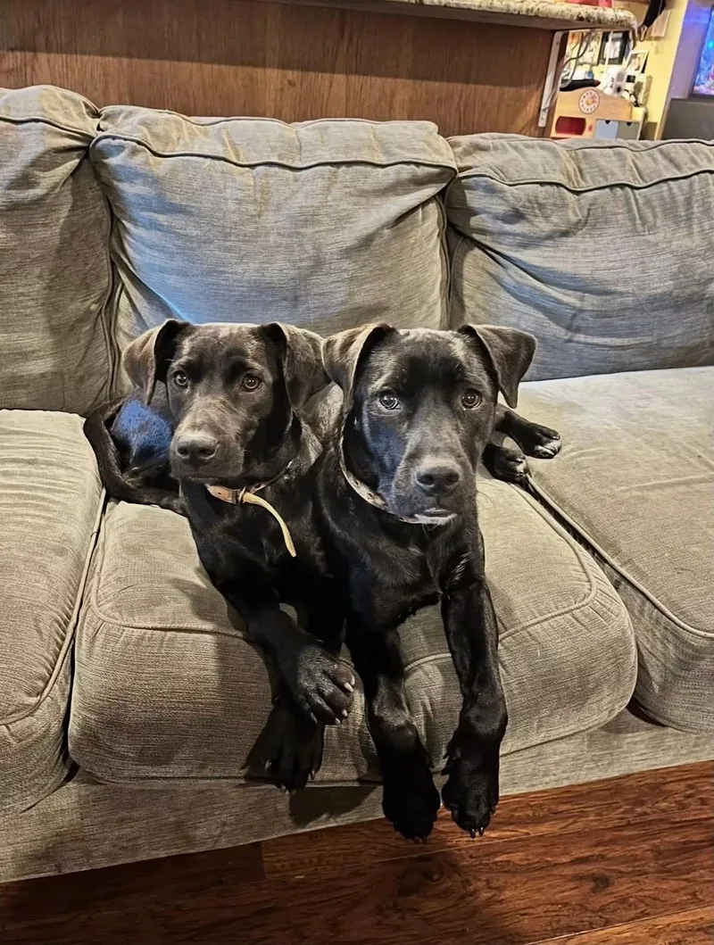 A young medium-sized female Black Labrador Retriever dog named Mary & Martha for adoption in Tyler, TX