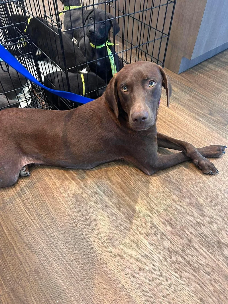 An adult medium-sized female Labrador Retriever dog named Delilah Song for adoption in Fort Worth, TX