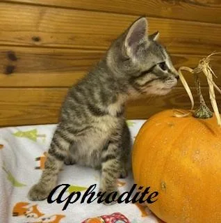 Aphrodite