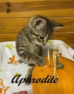 Aphrodite thumbnail 2