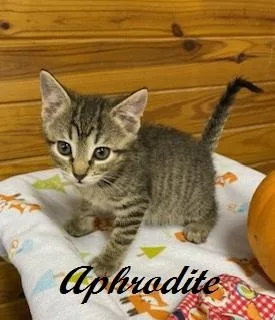 Aphrodite thumbnail 3