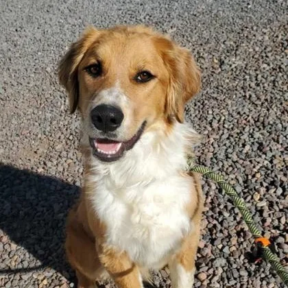 An adult large-sized male Golden Great Pyrenees dog named Toby for adoption in Lakeside, AZ