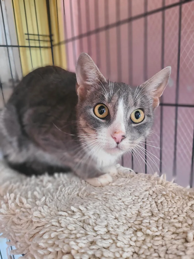 A young medium-sized female Tabby (Gray / Blue / Silver) Domestic Short Hair cat named Blossom for adoption in Hudson, NY