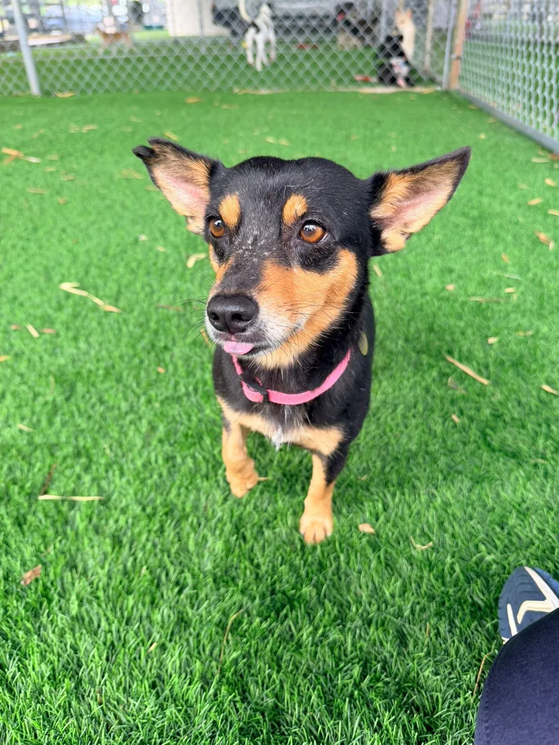 An adult small-sized female Tricolor (Brown, Black, & White) Mixed Breed dog named Molly for adoption in Brooklyn, NY