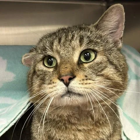 An adult large-sized male Brown / Chocolate Domestic Short Hair cat named Rowan for adoption in Springfield, MA
