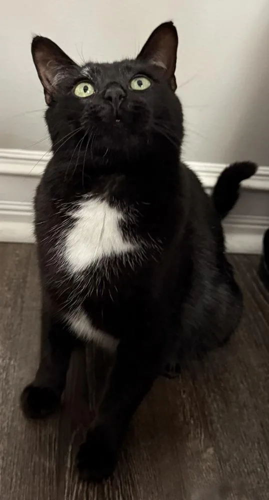 An adult medium-sized female Black & White / Tuxedo Domestic Short Hair cat named Skyye for adoption in Clinton Township, MI