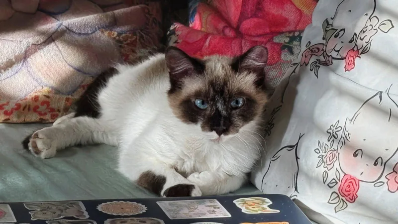 A young medium-sized female Brown / Chocolate Domestic Short Hair cat named Zen for adoption in Maggie Valley, NC
