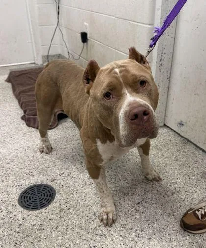 An adult large-sized female Yellow / Tan / Blond / Fawn Pit Bull Terrier dog named Jora for adoption in Kansas City, MO