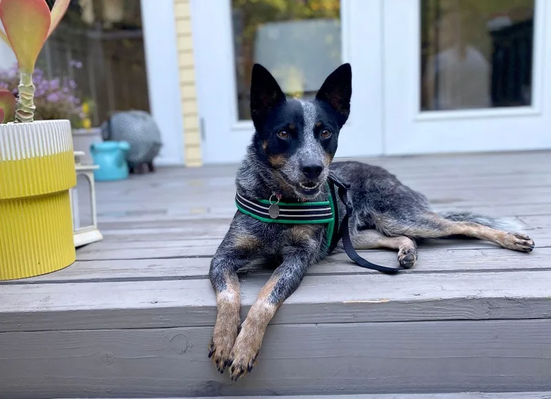 An adult medium-sized male Tricolor (Brown, Black, & White) Cattle Dog dog named Asher for adoption in Toluca Lake, CA