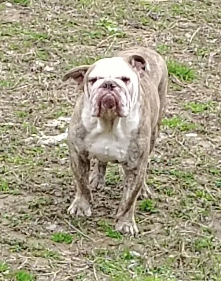 A young medium-sized male English Bulldog dog named Bruno for adoption in Columbia, TN