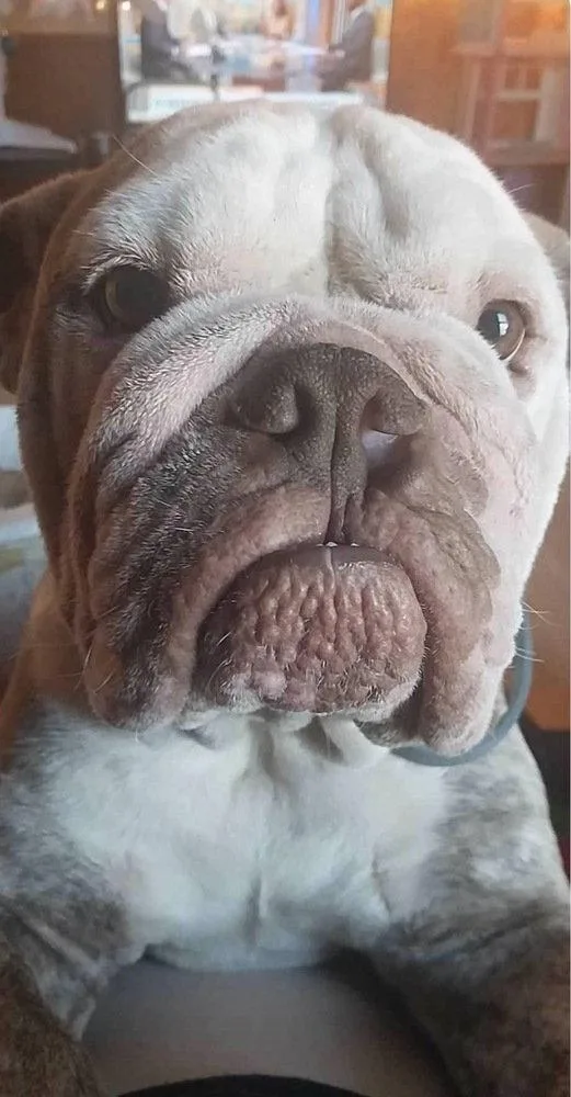 Bruno thumbnail 2