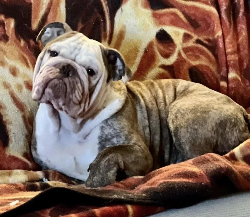Bruno thumbnail 3