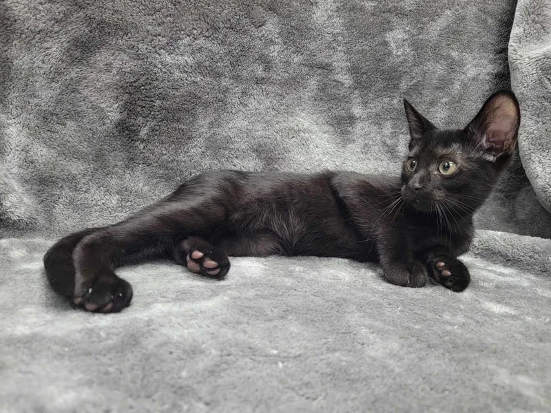 A young medium-sized male Black Domestic Short Hair cat named Able for adoption in Lincolnwood, IL