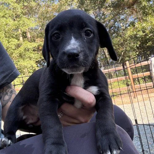 A baby small-sized female Chihuahua dog named Puppy for adoption in Sanford, NC