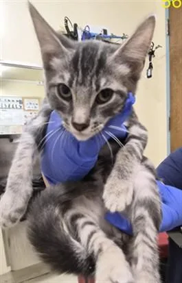 A baby small-sized male Domestic Short Hair cat named Ketchup for adoption in Fremont, CA