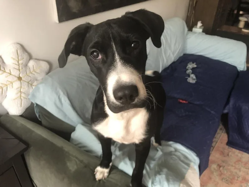 A baby medium-sized male Tricolor (Brown, Black, & White) Labrador Retriever dog named Jack for adoption in Manhattan, NY