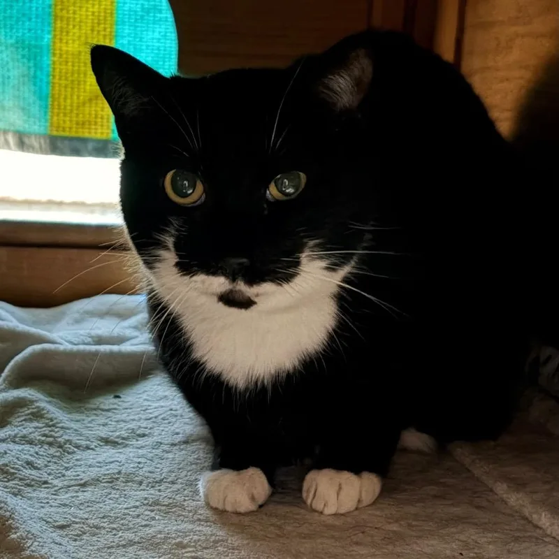 A senior large-sized female Black Domestic Short Hair cat named Annie for adoption in Aldie, VA