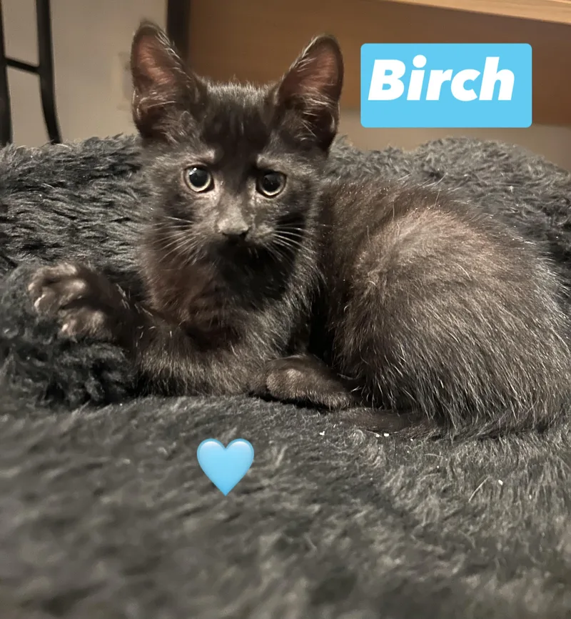 A baby medium-sized male Black Domestic Short Hair cat named Birch for adoption in Gerrardstown, WV