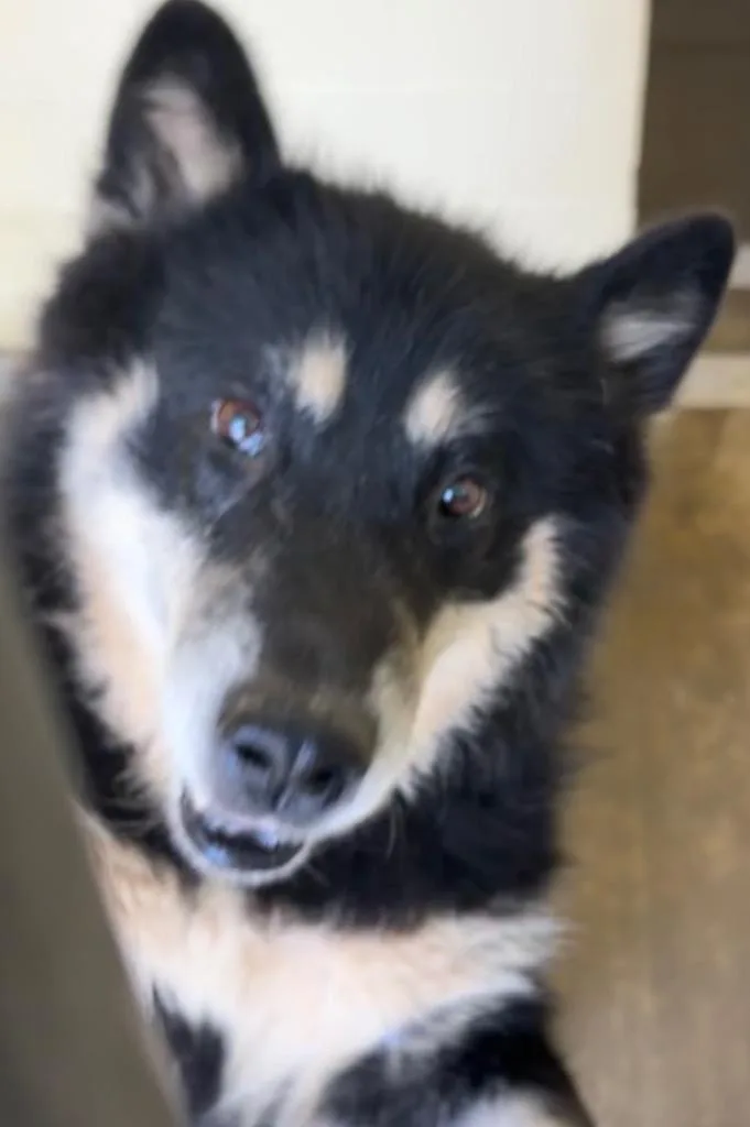 An adult large-sized female Alaskan Malamute dog named Buffy for adoption in Elizabethton, TN