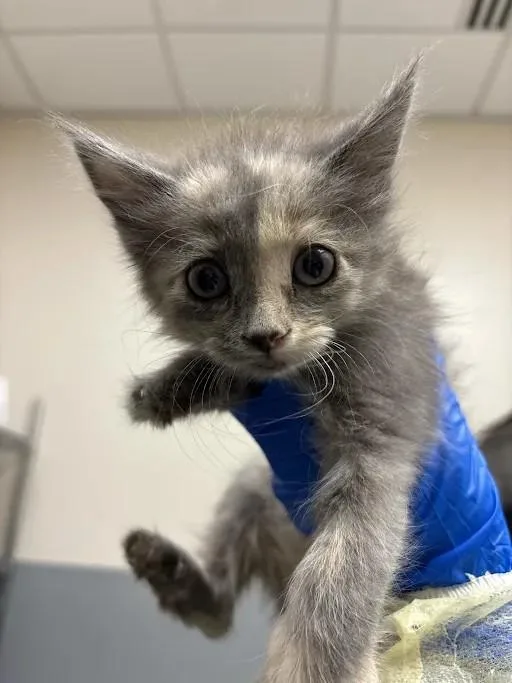 A baby small-sized female Domestic Short Hair cat named Diamond for adoption in Las Vegas, NV