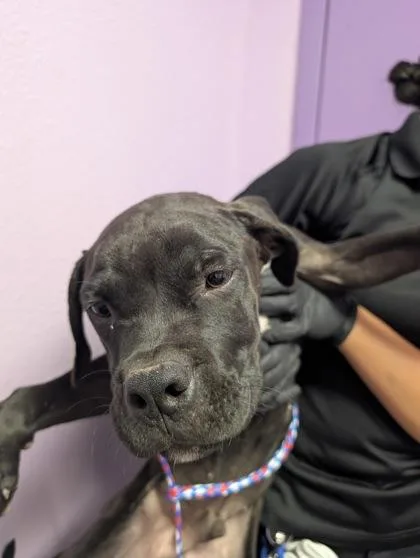 A baby medium-sized male Black Mixed Breed dog named 61384807 for adoption in El Paso, TX