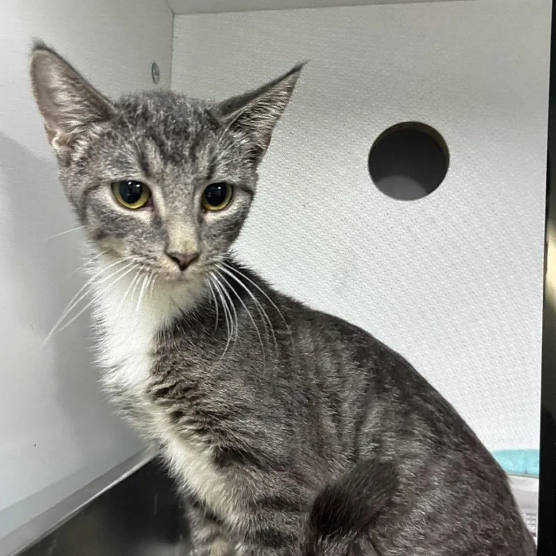 A baby small-sized male Gray / Blue / Silver Domestic Short Hair cat named Gator for adoption in Saint Joseph, MO