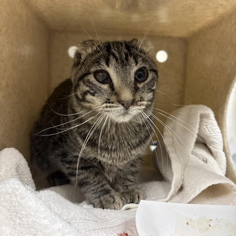 An adult small-sized male Brown / Chocolate Domestic Short Hair cat named Tybur for adoption in Reno, NV