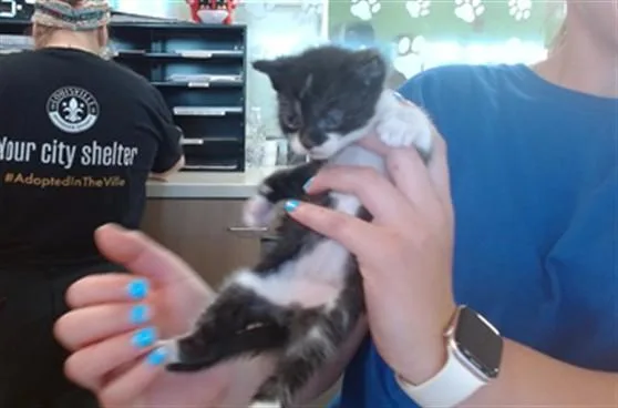 A baby small-sized male Domestic Short Hair cat named Trooper for adoption in Louisville, KY