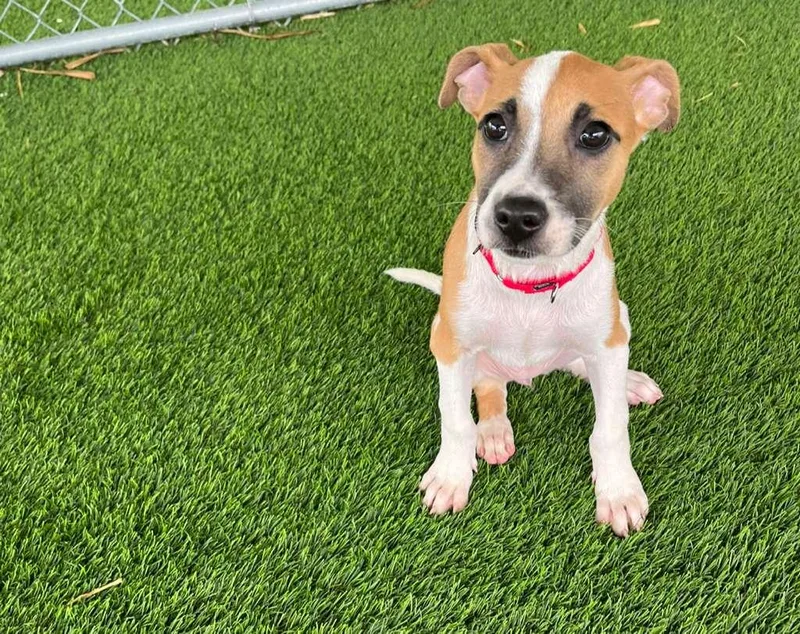 A baby medium-sized female Mixed Breed dog named Twilight for adoption in Brooklyn, NY