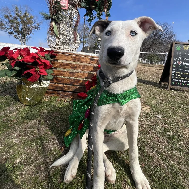 A young medium-sized female White / Cream Husky dog named Alexa for adoption in Aledo, TX