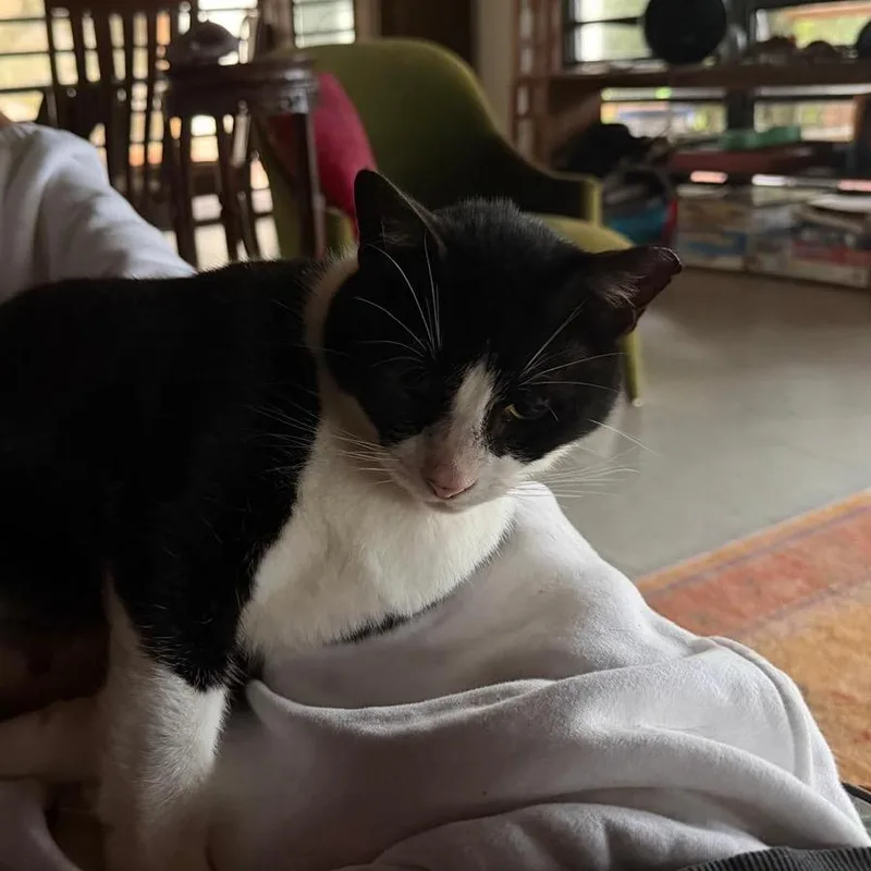 An adult large-sized male Domestic Short Hair cat named Mario for adoption in Cumming, GA