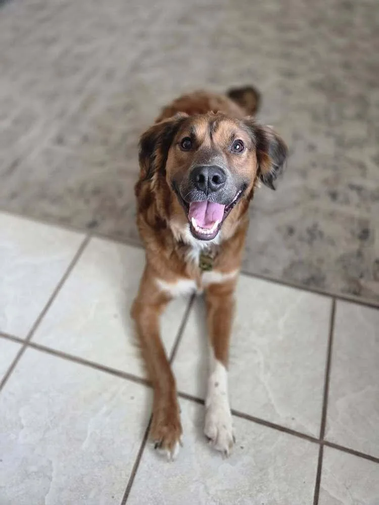An adult medium-sized male Australian Shepherd dog named Rocky for adoption in Saint Augustine, FL