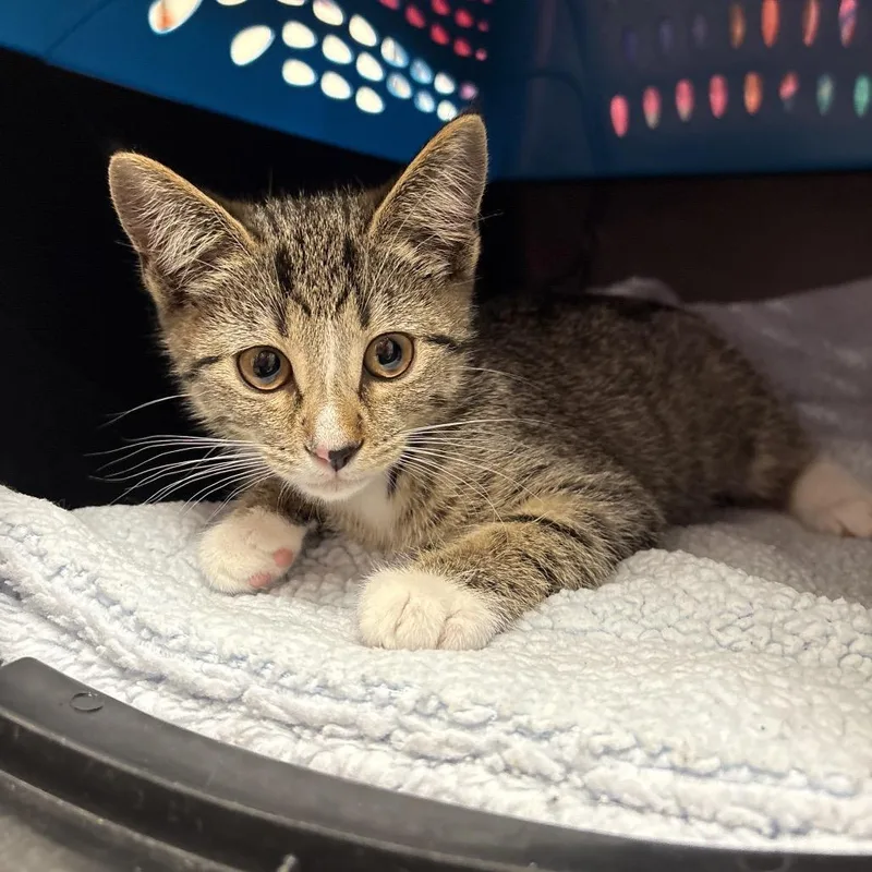 A baby small-sized female Brown / Chocolate Domestic Short Hair cat named Mittens for adoption in Fairport, NY