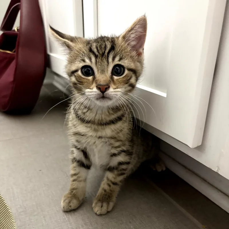 A baby small-sized male Brown / Chocolate Domestic Short Hair cat named Burr for adoption in Delaware, OH