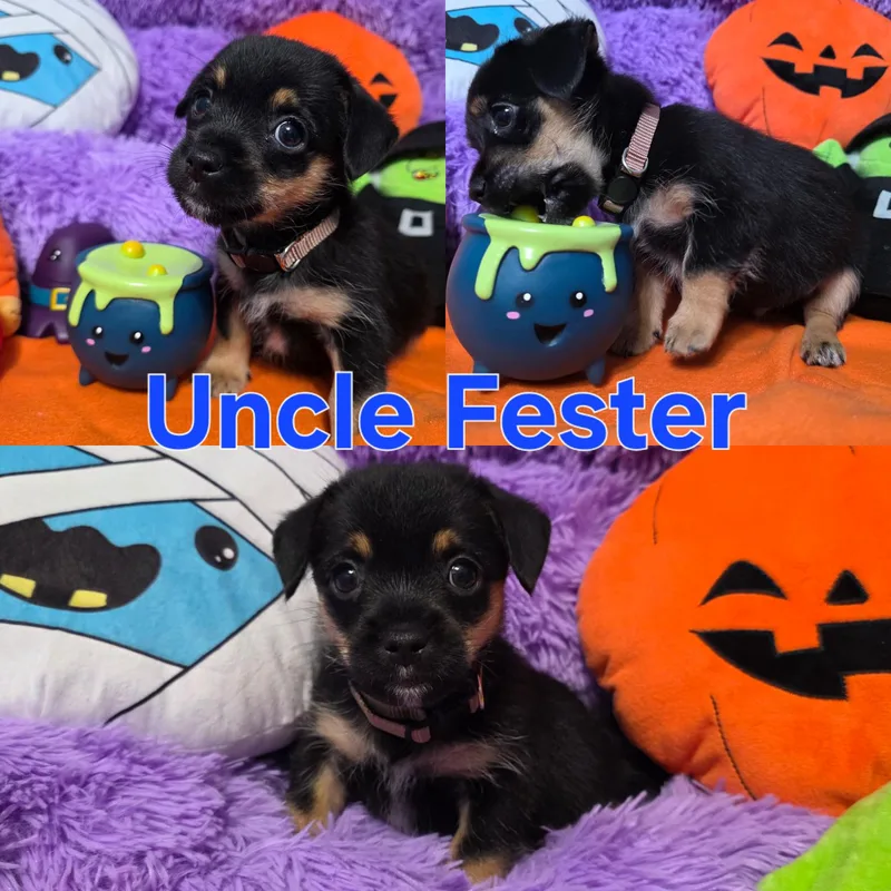 A baby small-sized male Brown / Chocolate Yorkipoo dog named Addams Family Boys for adoption in Dallas, TX