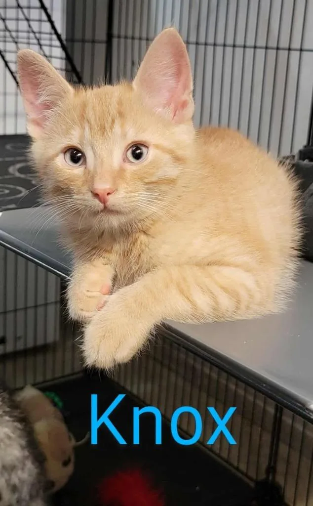 A young small-sized male Domestic Short Hair cat named Knox for adoption in Greensburg, IN