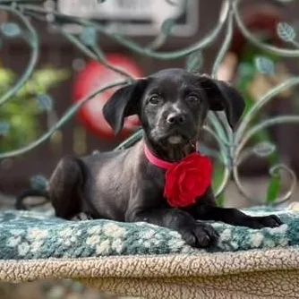 A baby medium-sized female Black Boxer dog named Onyx for adoption in Southport, CT