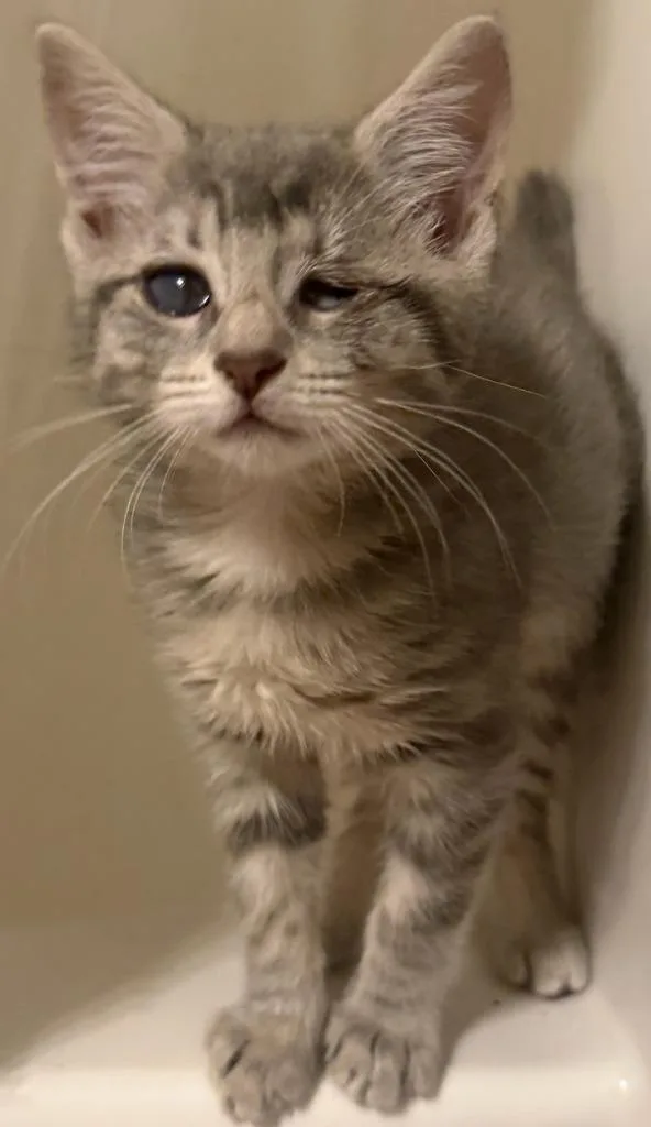 A baby medium-sized female Domestic Medium Hair cat named Dew for adoption in Evans, GA