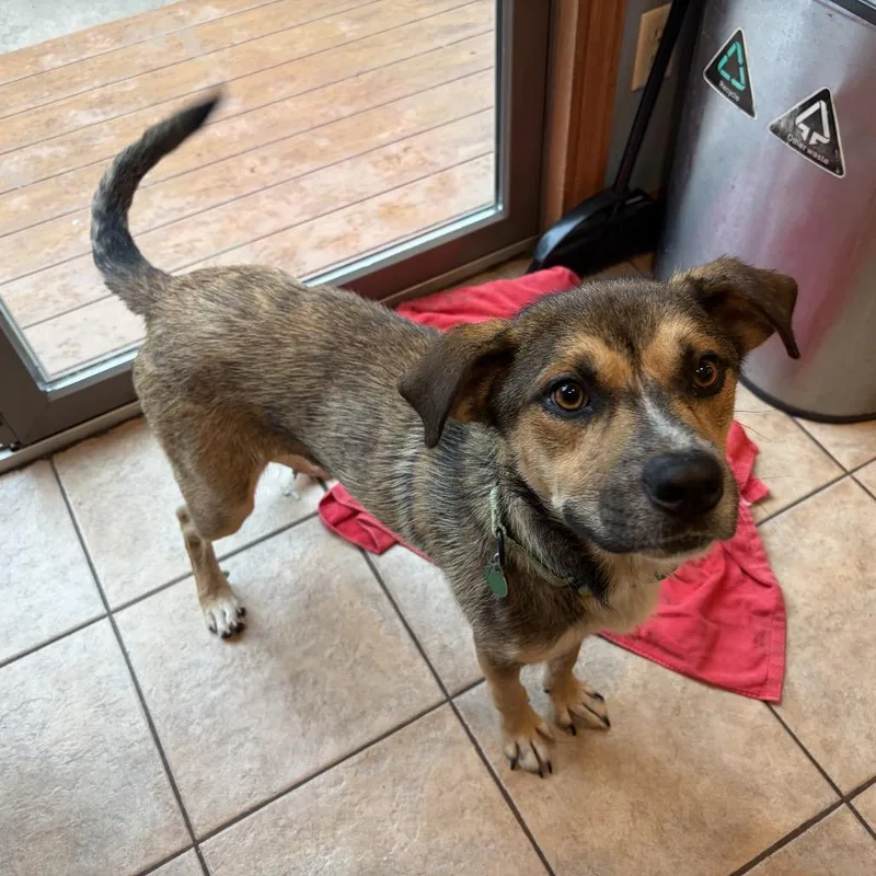 A young medium-sized male Brown / Chocolate Mixed Breed dog named Mojave for adoption in Buffalo, MN