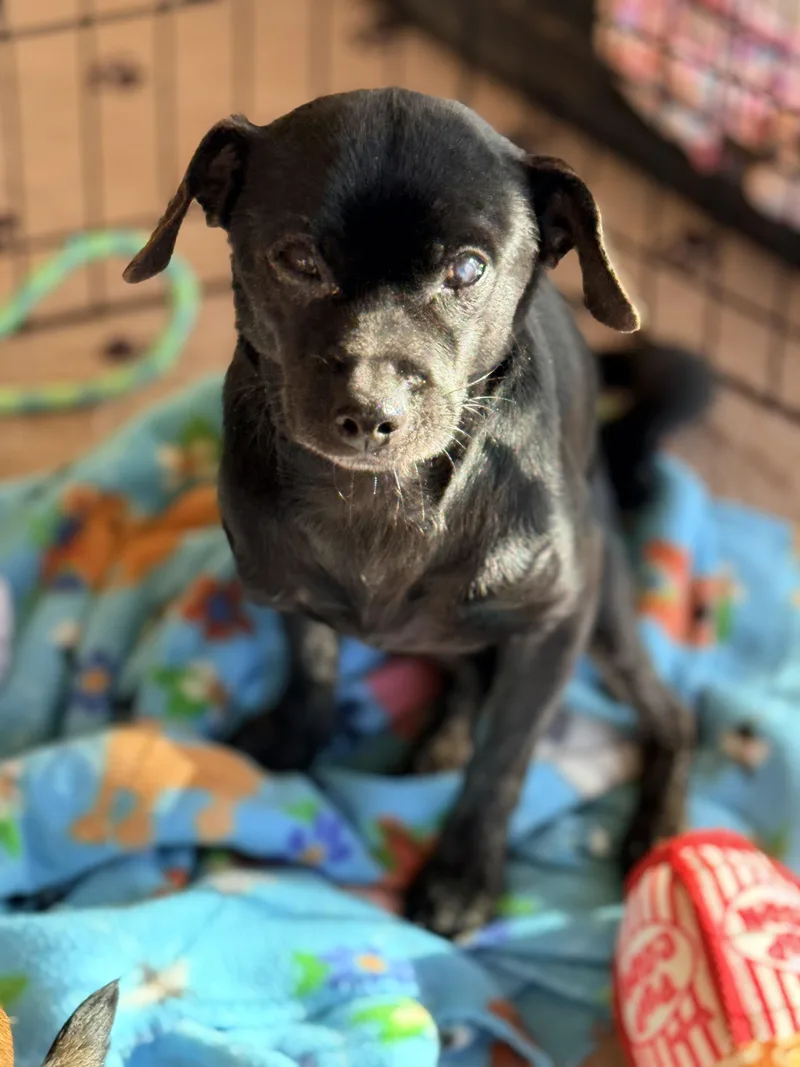 Tallmock thumbnail 2