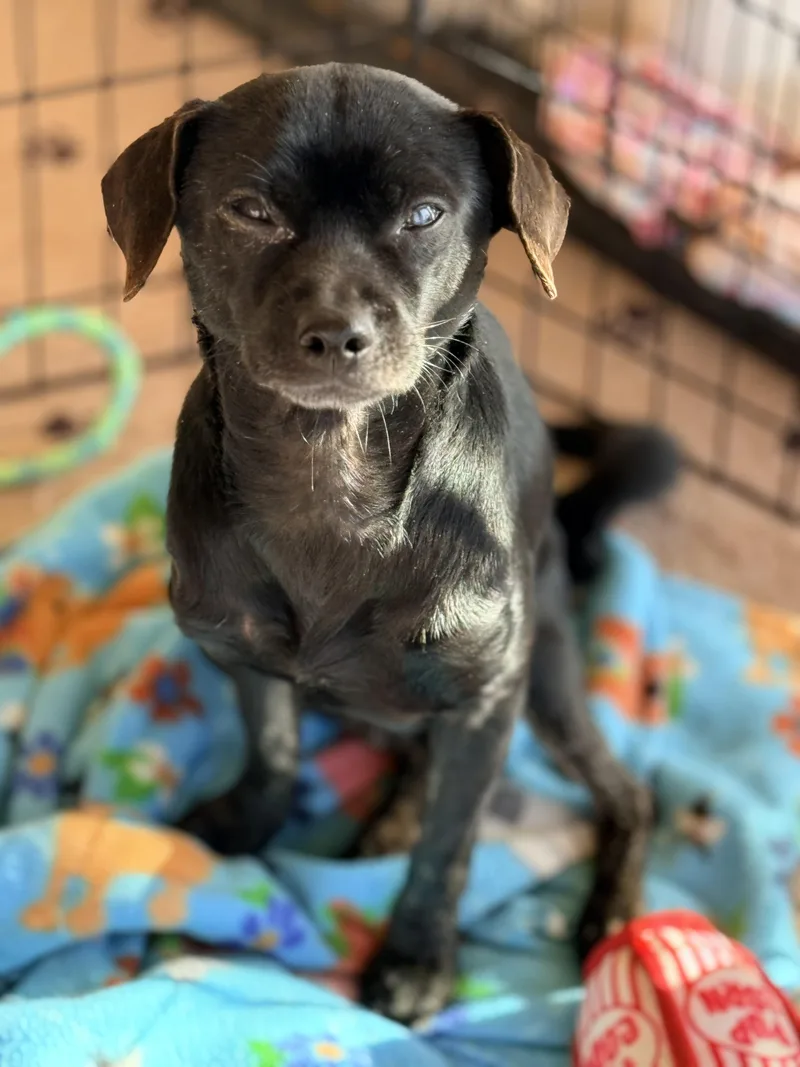 Tallmock thumbnail 3