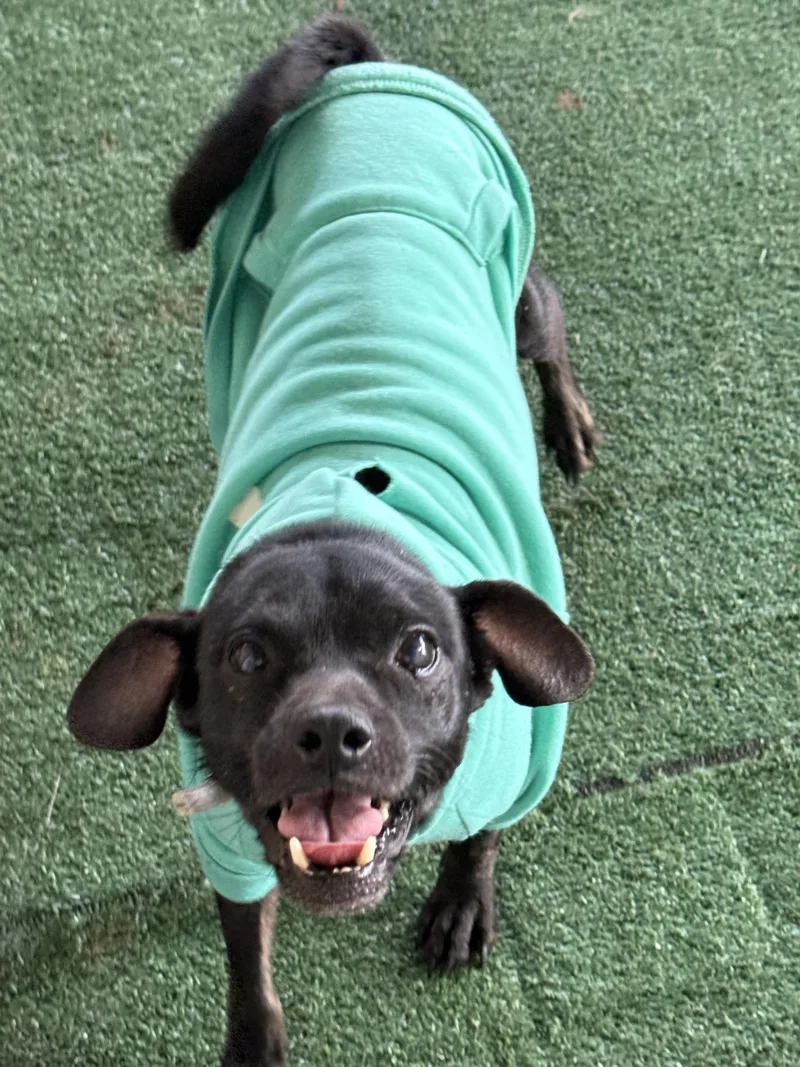 Tallmock thumbnail 4