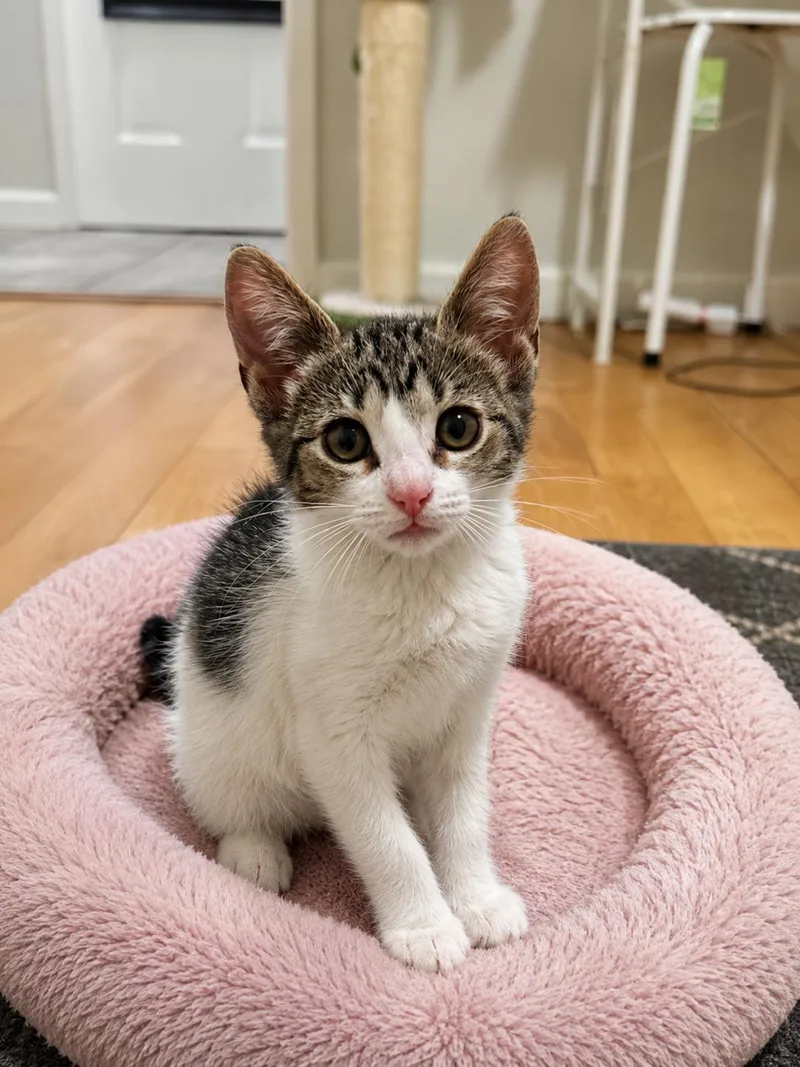 A baby small-sized female Domestic Short Hair cat named Crystal for adoption in Rio Linda, CA